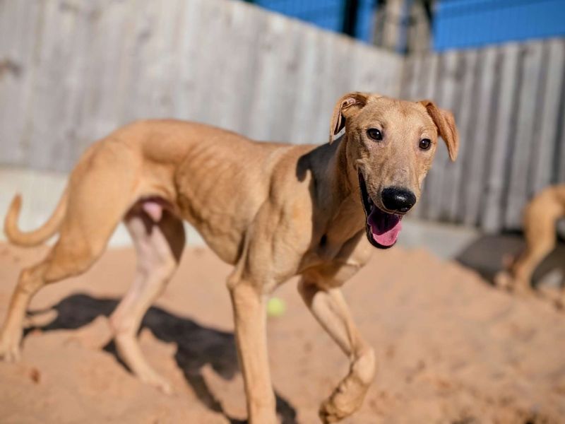 Greyhound for adoption in Cardiff – 1 year old - Image 4 of 4