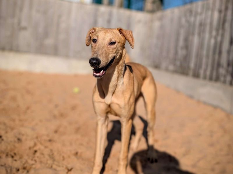 Greyhound for adoption in Cardiff – 1 year old - Image 2 of 4