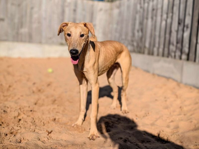 Greyhound for adoption in Cardiff, Glamorgan – 9 months old