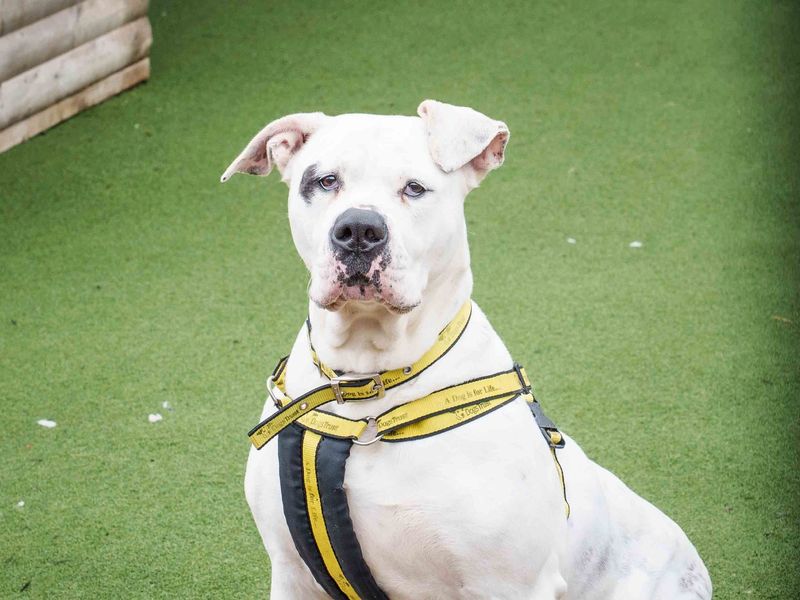American Bulldog for adoption in Wymeswold, Leicestershire – 6 years old - Image 3 of 3