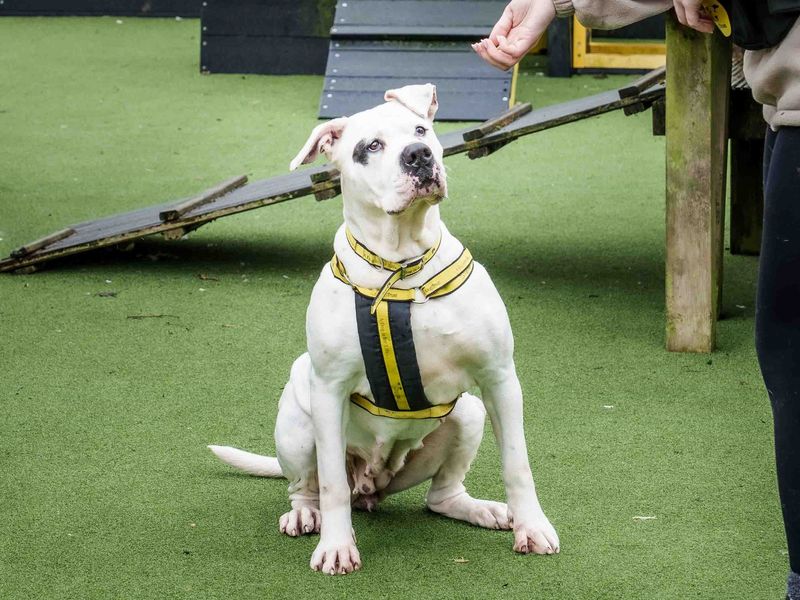 American Bulldog for adoption in Wymeswold, Leicestershire – 6 years old - Image 2 of 3