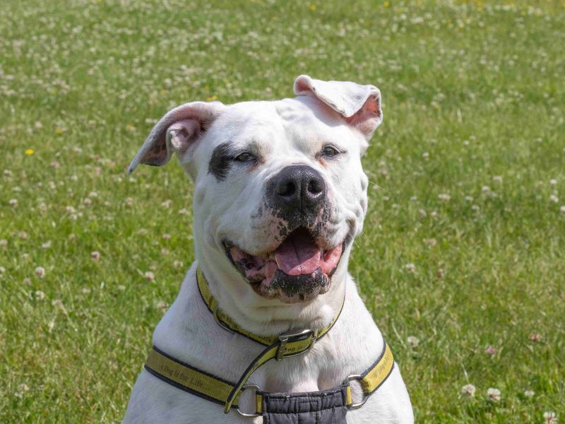 undefined | American Bulldog | undefined - 9