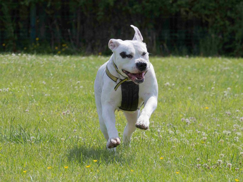 undefined | American Bulldog | undefined - 3