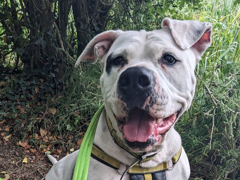 undefined | American Bulldog | undefined - 6