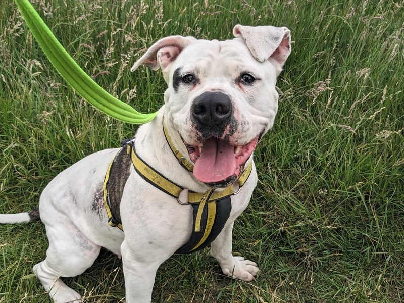 Disney | American Bulldog | Loughborough - 1