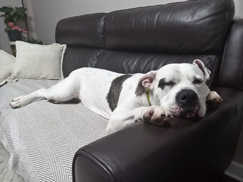 undefined | American Bulldog | undefined - 7