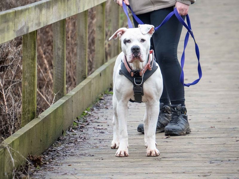 undefined | American Bulldog | undefined - 8