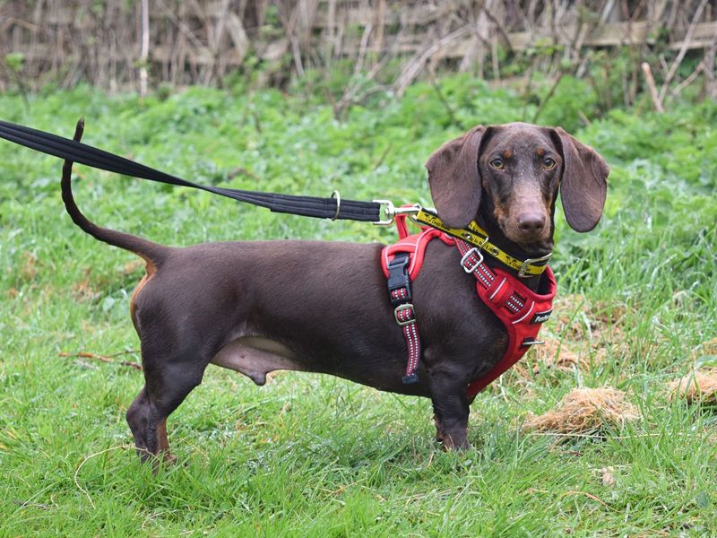 Dachshund for adoption in Uxbridge, Greater London – 1 year old - Image 2 of 2
