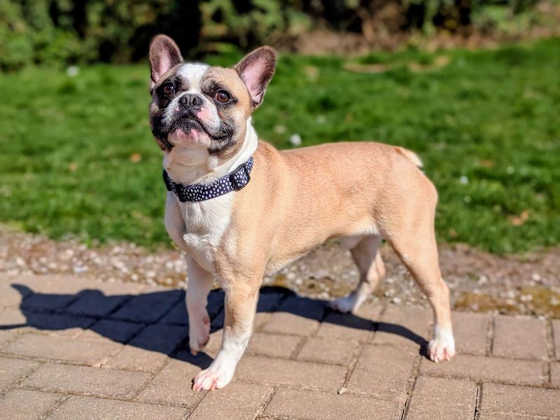 Rolo for sale in Cardiff, Glamorgan | Image 3