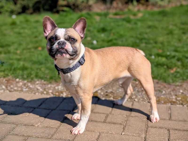 Rolo for sale in Cardiff, Glamorgan | Image 2