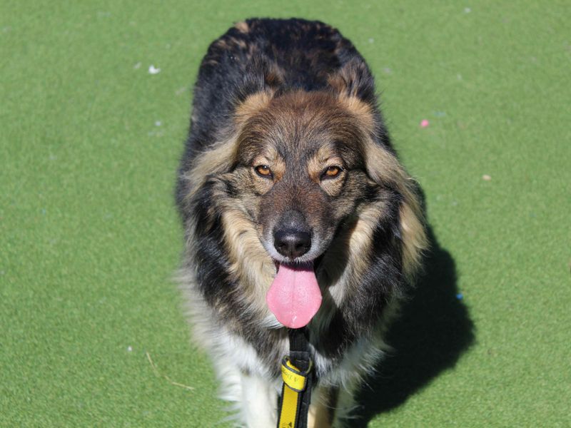 Cassie for sale in Glasgow, Scotland
