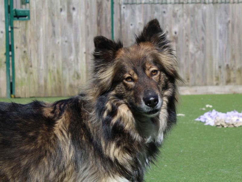 Cassie for sale in Glasgow, Scotland - Image 2