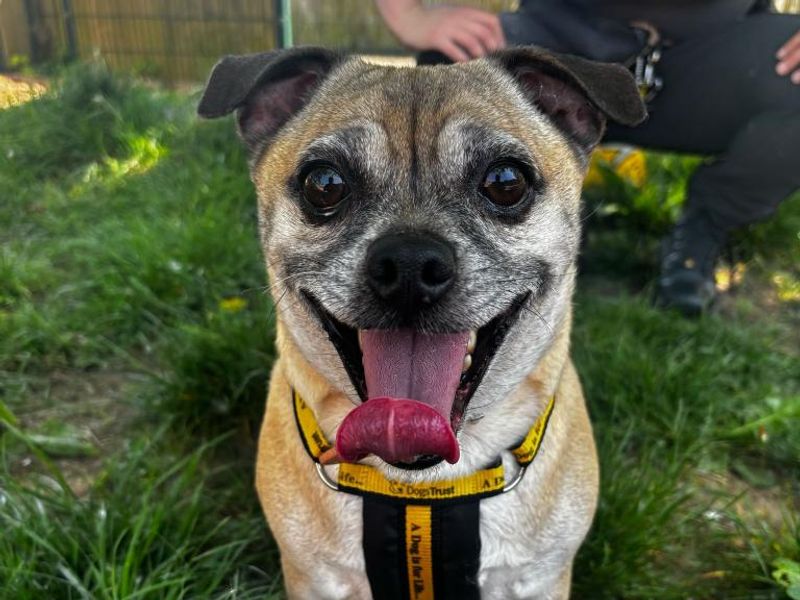 Freddie | French Bulldog Cross | Shrewsbury (Shropshire) - 1