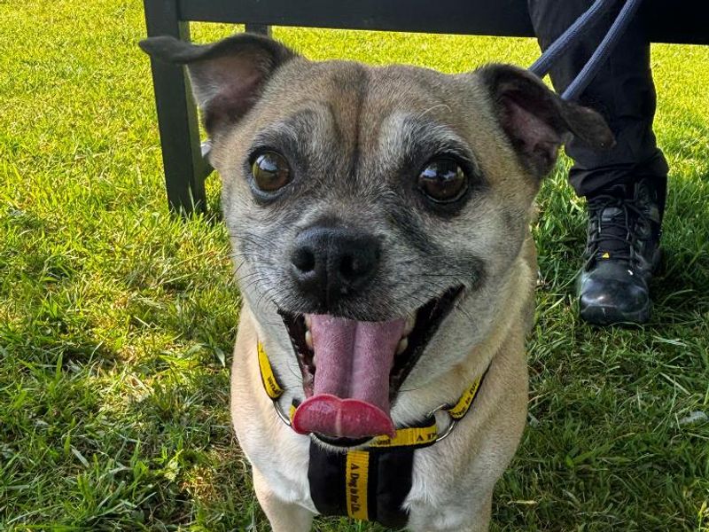 Freddie for sale in Telford, Shropshire - Image 2