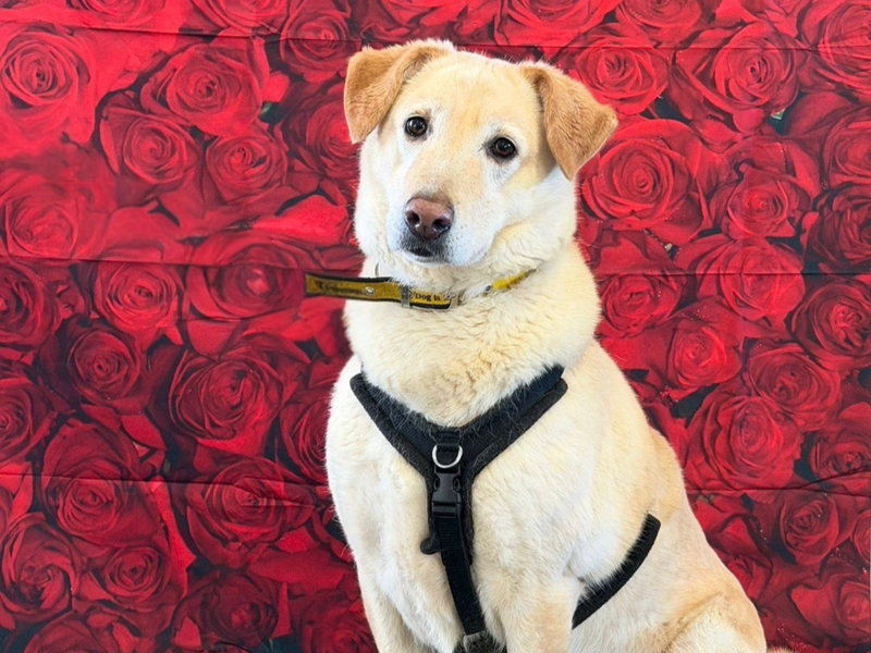 Pepe | Retriever (Labrador) Cross | Shrewsbury (Shropshire) - 1