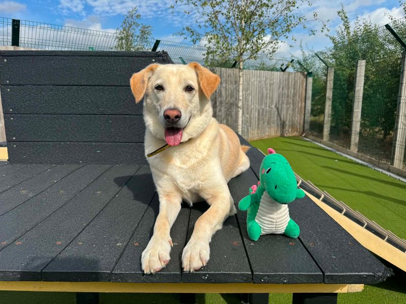 Pepe | Retriever (Labrador) Cross | Evesham (Worcestershire) - 1