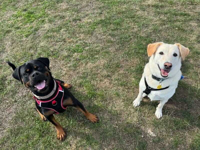 Pepe | Retriever (Labrador) Cross | Evesham (Worcestershire) - 2