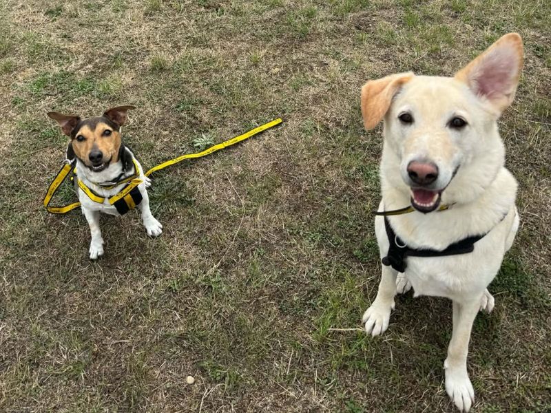 Pepe | Retriever (Labrador) Cross | Evesham (Worcestershire) - 4