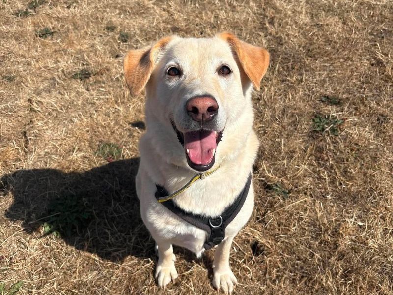 Pepe | Retriever (Labrador) Cross | Evesham (Worcestershire) - 3