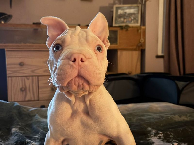 Piglet | French Bulldog Cross | Loughborough - 1