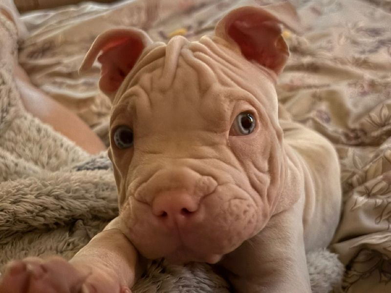 Piglet - Image 2 of 2