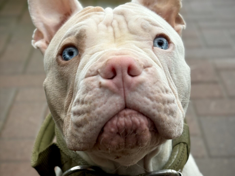 Piglet | French Bulldog Cross | Loughborough - 1