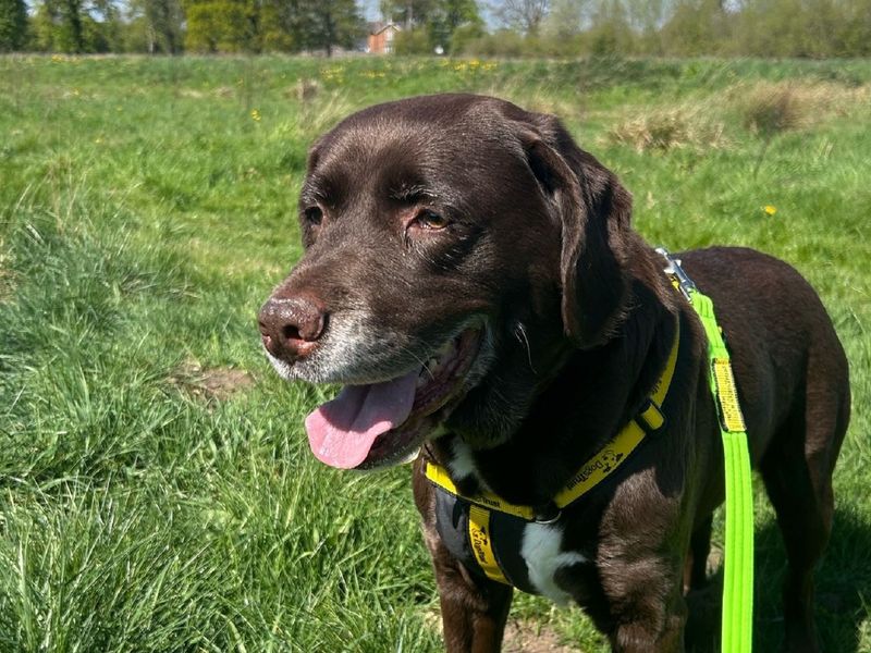 Rocky for sale in Wymeswold, Leicestershire | Image 3