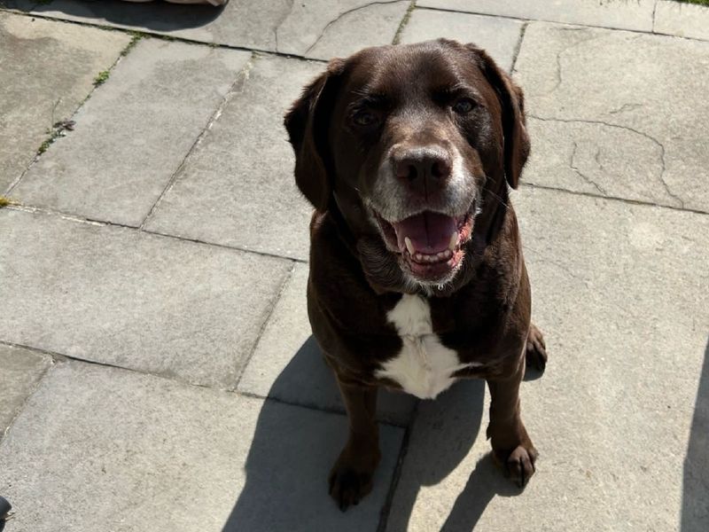 Rocky for sale in Wymeswold, Leicestershire
