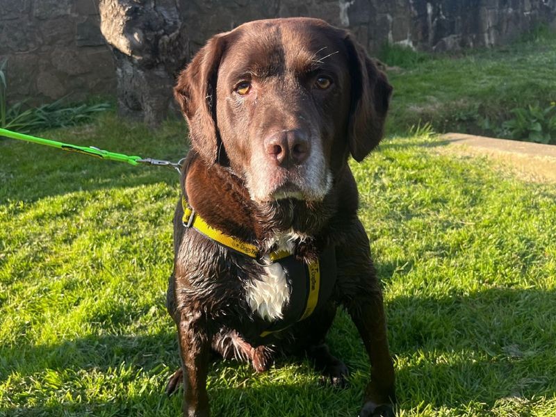 Rocky for sale in Wymeswold, Leicestershire | Image 2