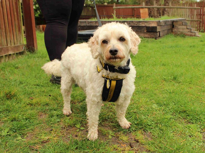 Poodle for adoption in Newbury, Berks – 10 years old - Image 2 of 2