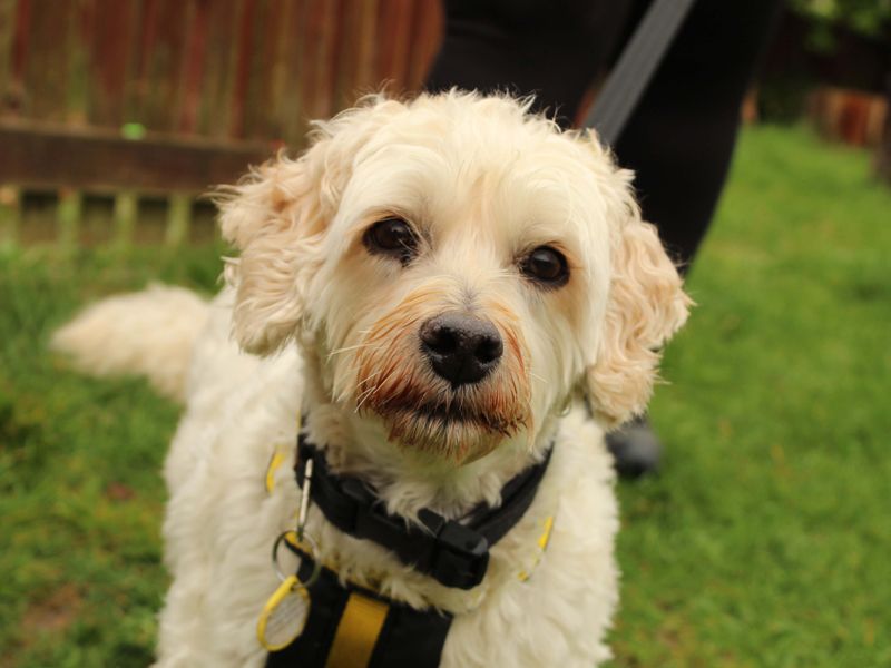 Murphy for sale in Newbury, Berks