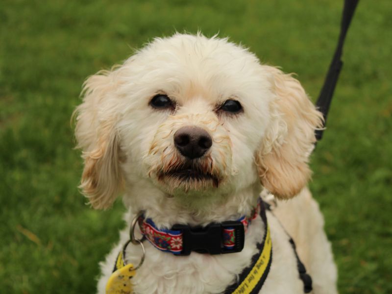 Poodle for adoption in Newbury, Berks – 9 years old - Image 3 of 3