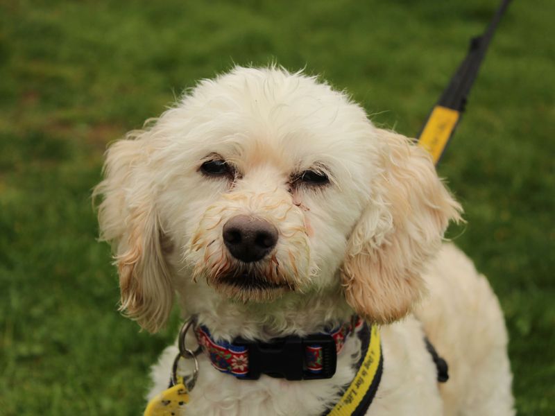 Milo for sale in Newbury, Berks