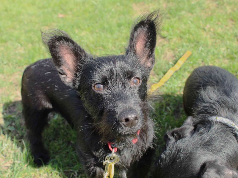 Zach for sale in Newbury, Berks | Image 3