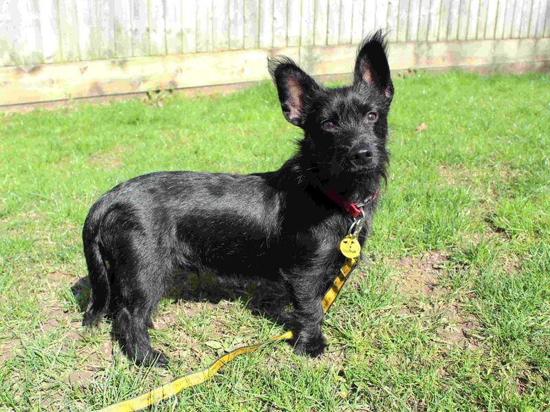 Zach for sale in Newbury, Berks