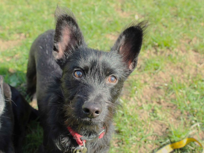 Zach for sale in Newbury, Berks | Image 2