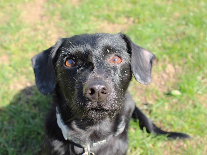 Fynn for sale in Newbury, Berks | Image 3