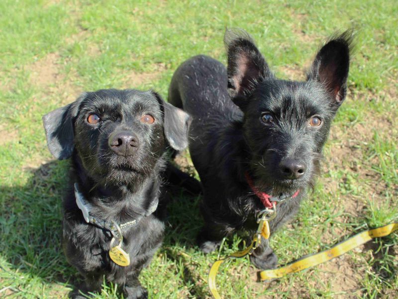 Fynn for sale in Newbury, Berks