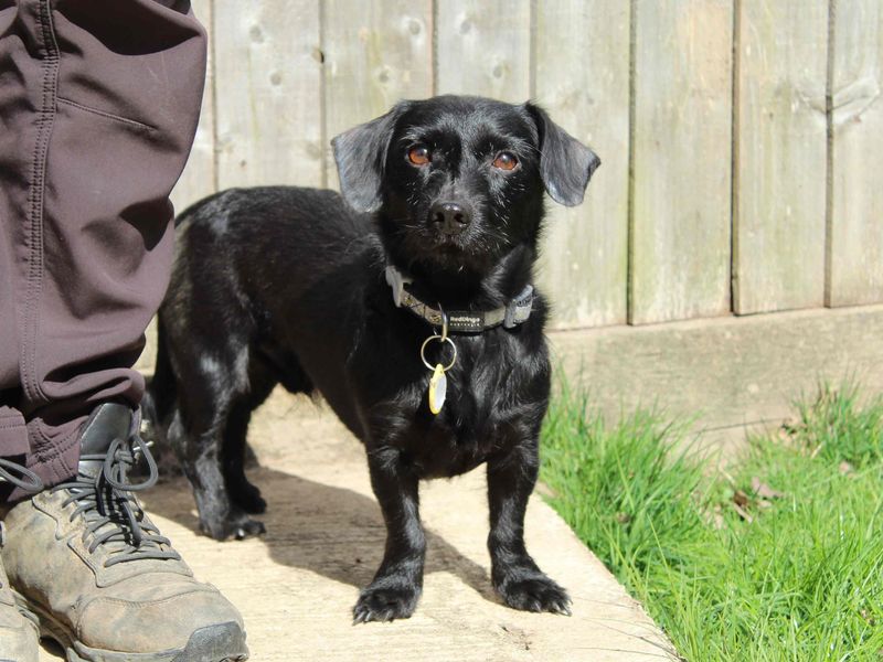 Fynn for sale in Newbury, Berks | Image 2