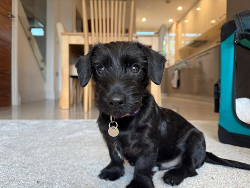 Rufus for sale in Newbury, Berks
