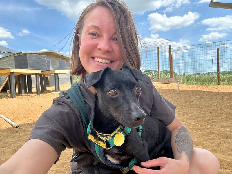 Dachshund for adoption in Newton Tony, Wiltshire – 4 years old - Image 4 of 5