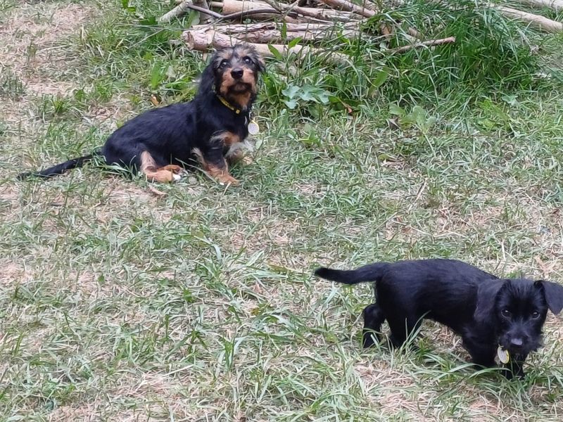 Dachshund for adoption in Newton Tony, Wiltshire – 4 months old - Image 2 of 2