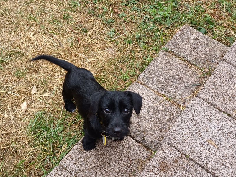 Dachshund for adoption in Newton Tony, Wiltshire – 3 months old