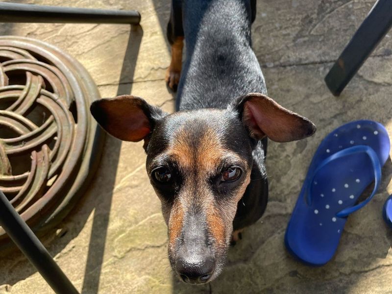 Misty for sale in Newbury, Berks
