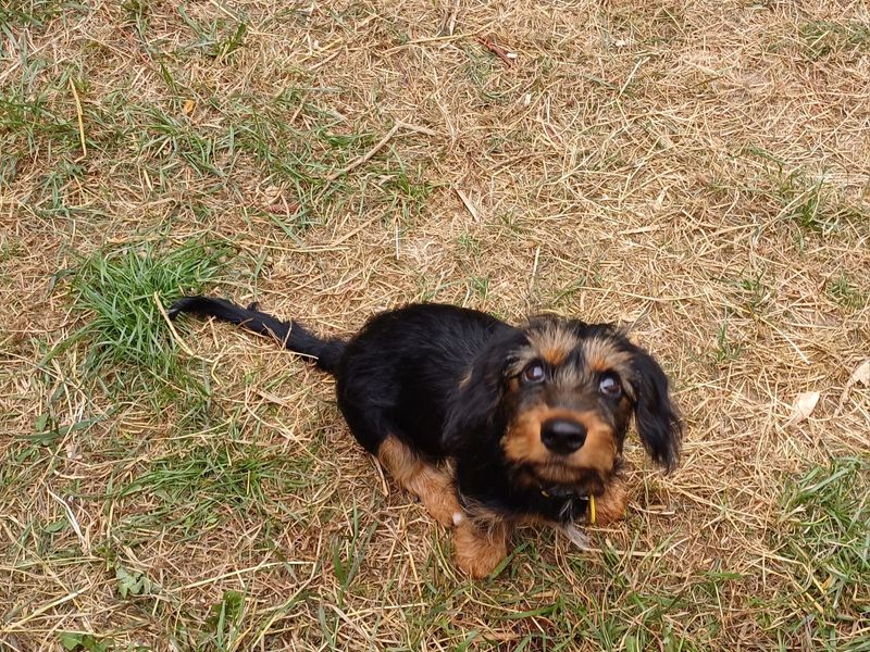 Dachshund for adoption in Newton Tony, Wiltshire – 3 months old