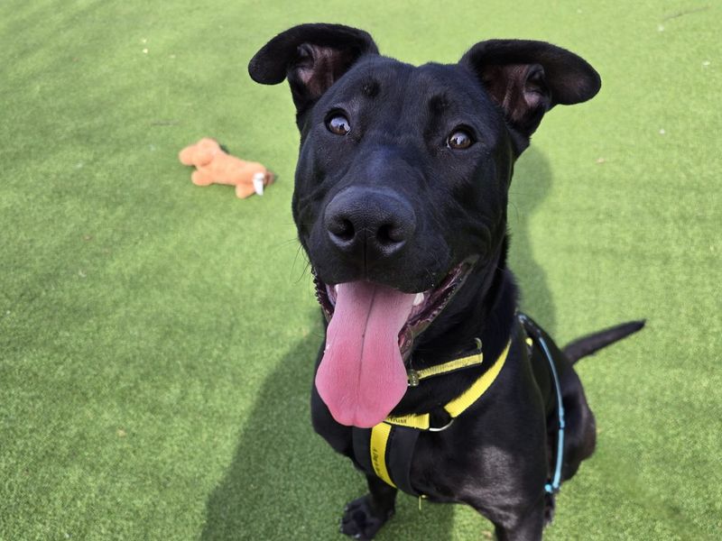 Loki | Crossbreed | Shrewsbury (Shropshire) - 1