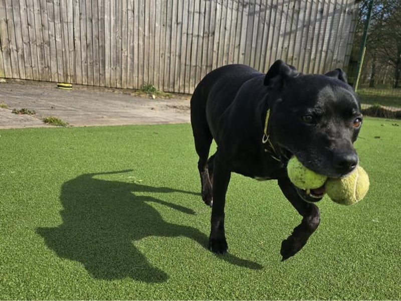 Rocky for sale in Telford, Shropshire