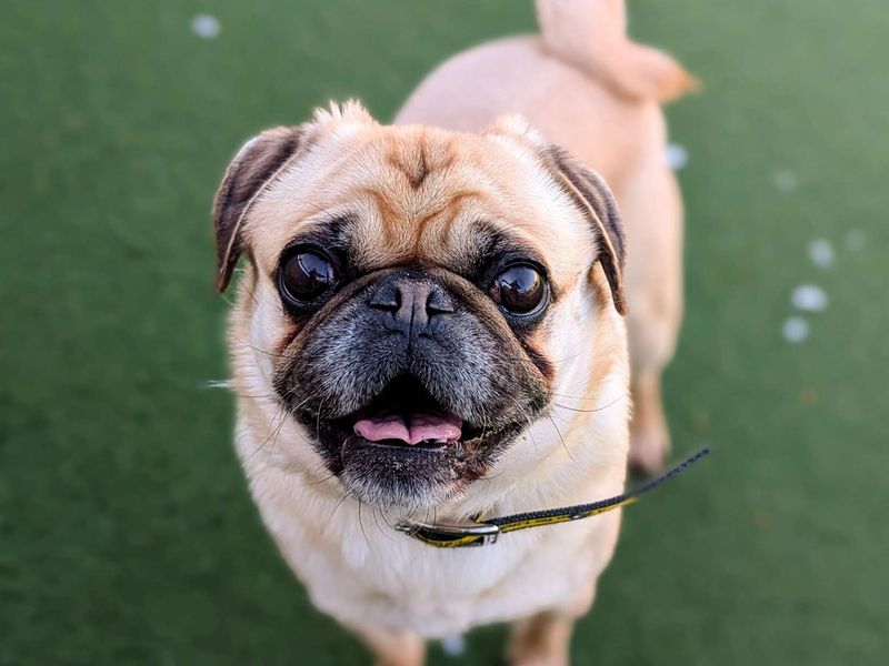Pug for adoption in Cardiff / Caerdydd, South Glamorgan – 5 years old - Image 4 of 4