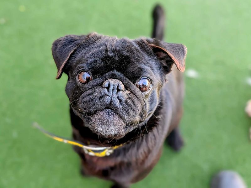 Ralph for sale in Cardiff, Glamorgan - Image 3
