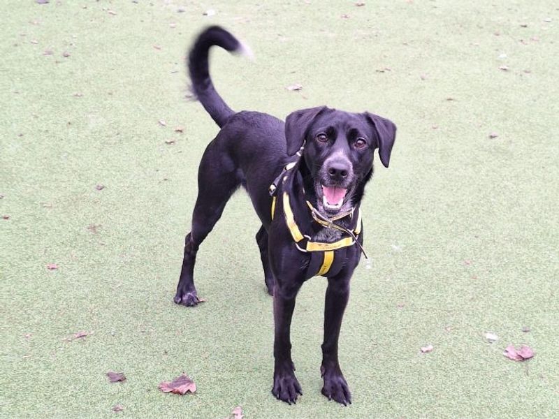 Luna for sale in Telford, Shropshire - Image 2